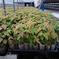 無紡織育苗袋與營養(yǎng)育苗袋的生產(chǎn)技術(shù)及機(jī)械設(shè)備概述