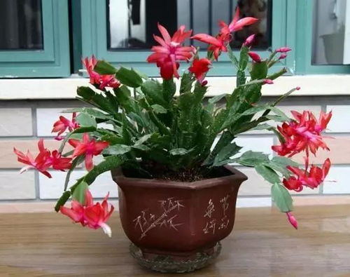 家居設(shè)計(jì)綠植擺放的7個(gè)要點(diǎn) 這樣擺設(shè)才高大上