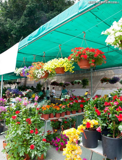 鮮花經(jīng)濟(jì)開出新花樣 機(jī)械設(shè)備賦能產(chǎn)業(yè)鏈升級(jí)