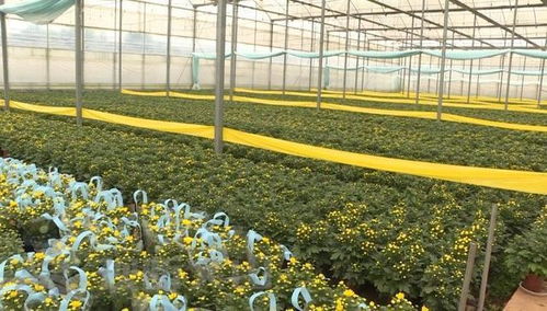 辛巴助力硯山花卉產(chǎn)業(yè)，機(jī)械設(shè)備賦能美麗經(jīng)濟(jì)綻放